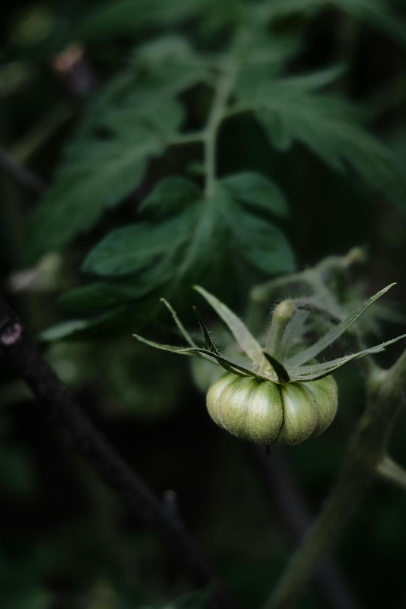 tomato puree-8cd1377bdbfa49c2b18887dc8bbbd0ed.jpg tomato puree
